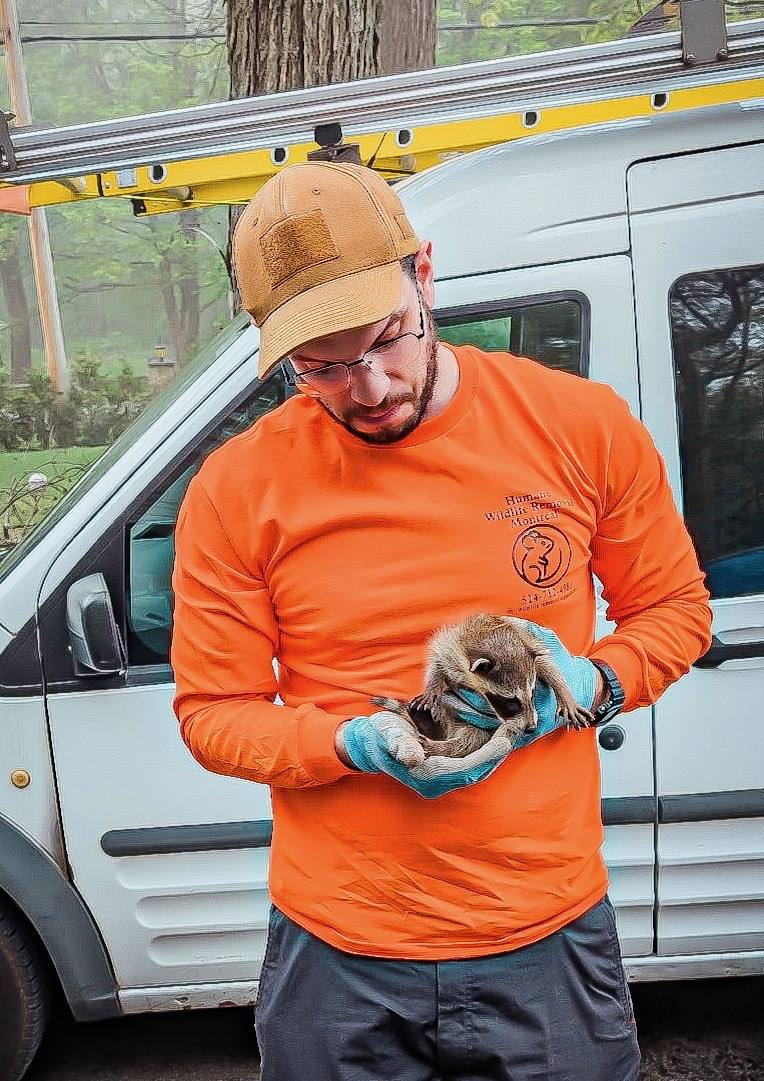 Technician holding a baby raccoon beside the company van