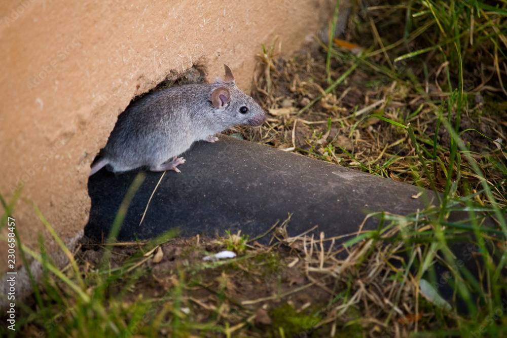 Travail sur souris