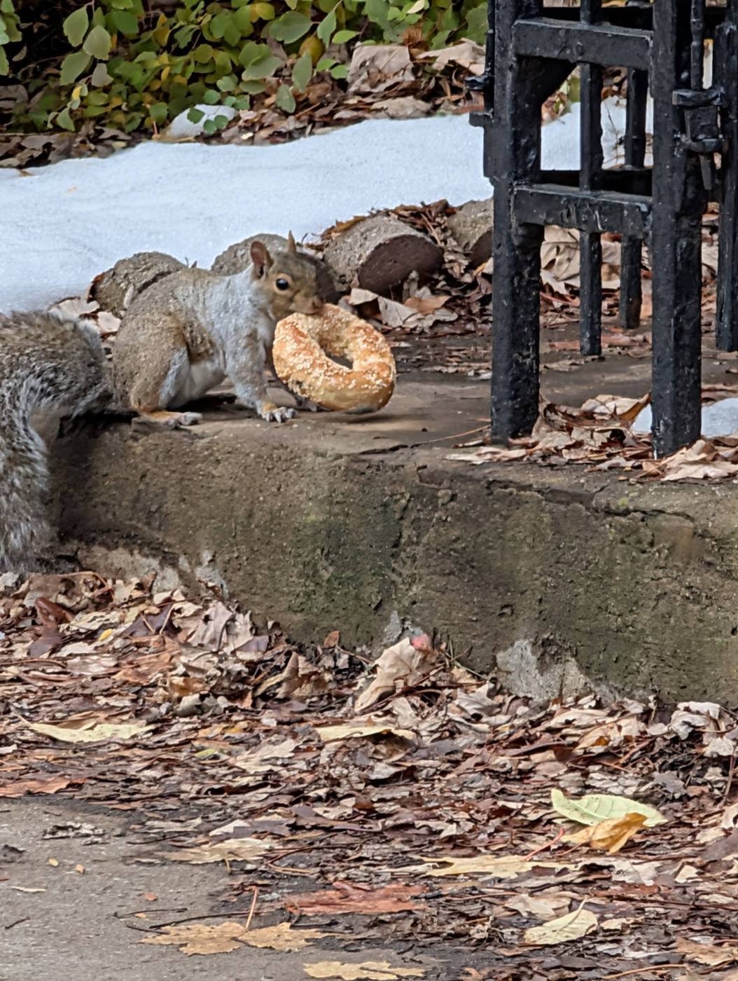 Squirrel work